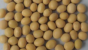 隴黃系列大豆新品種